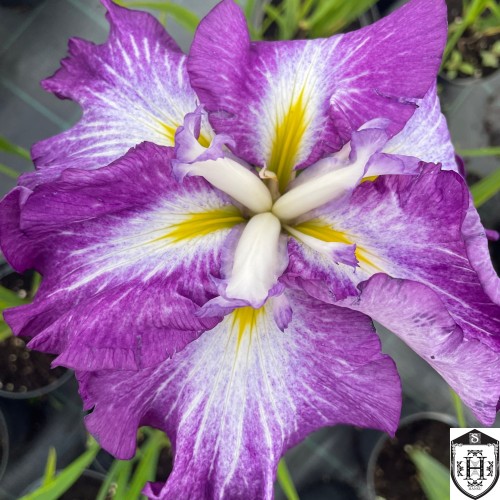 Iris ensata 'Dinner Plate® Tiramisu' - Kämpferi iiris 'Dinner Plate® Tiramisu' 